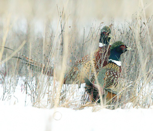 Photoshop Design by jiyadhyani95