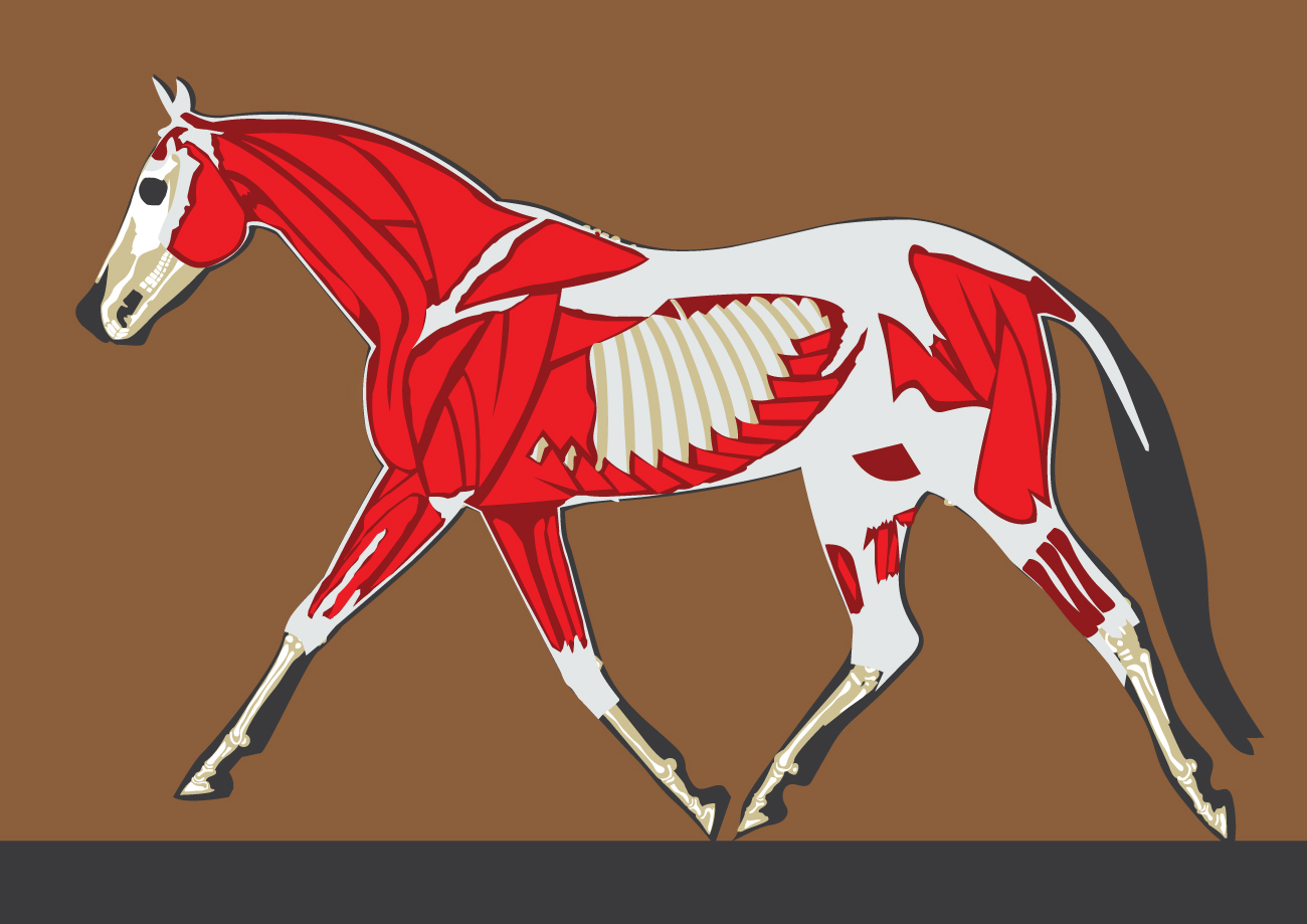 Diseño Con Ilustración por Impressive Sol para Audur Hesteterapi | Diseño #13373360