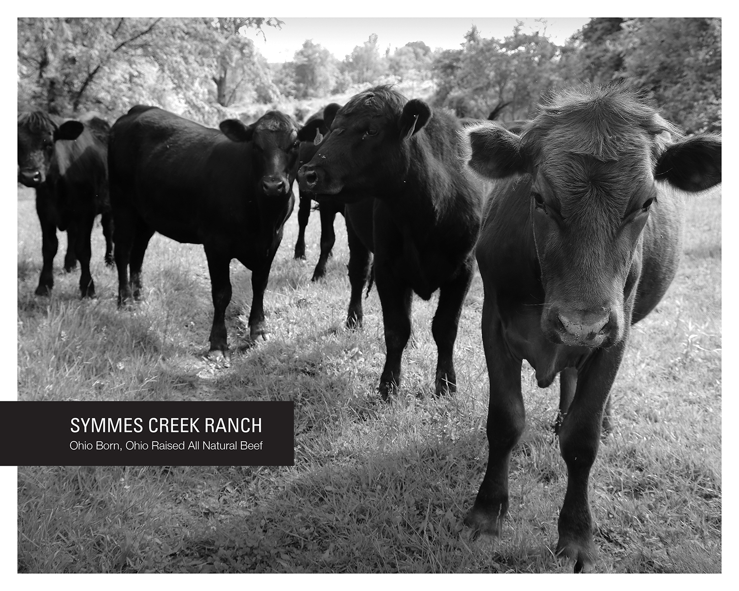 Print Design by DesignFive for Symmes Creek Ranch | Design #13638019