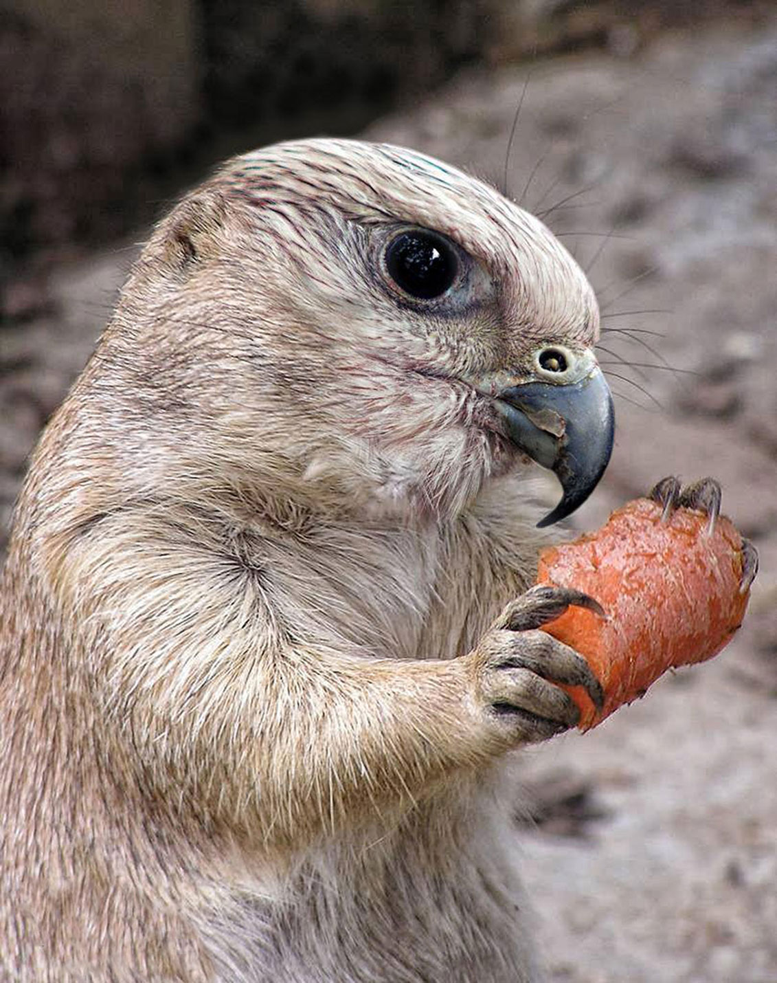 Photoshop-Design von nicolemicheline für DesignCrowd (Community Contests) | Design #13711341