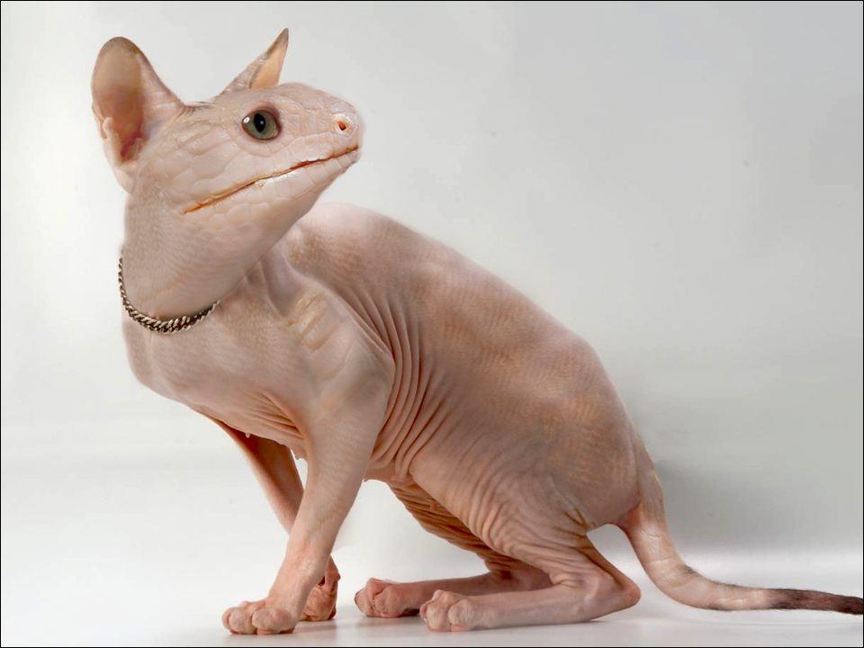 Photoshop Design by Mishel for DesignCrowd (Community Contests) | Design #13654360