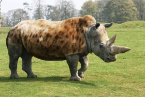 Photoshop Design by routhedison