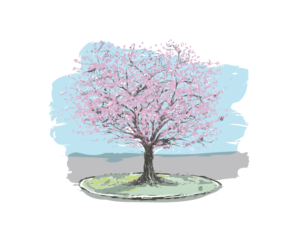 Illustration of a Cherry Blossom Tree for a Wine Label