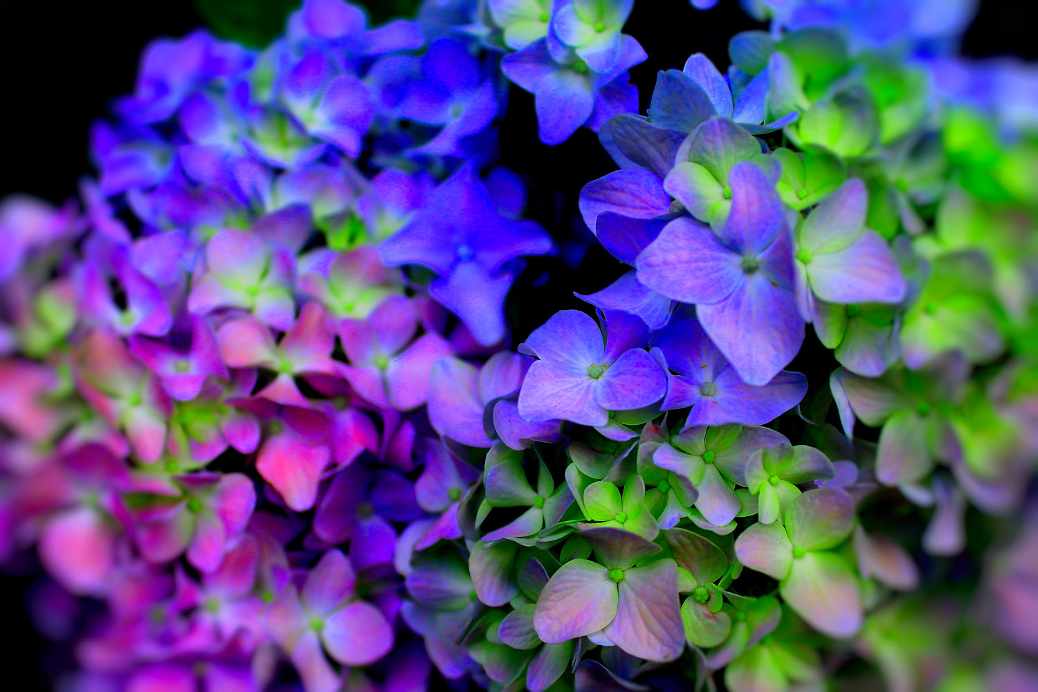 Photography by christopheramorris.cm for DesignCrowd (Community Contests) | Design #14058345