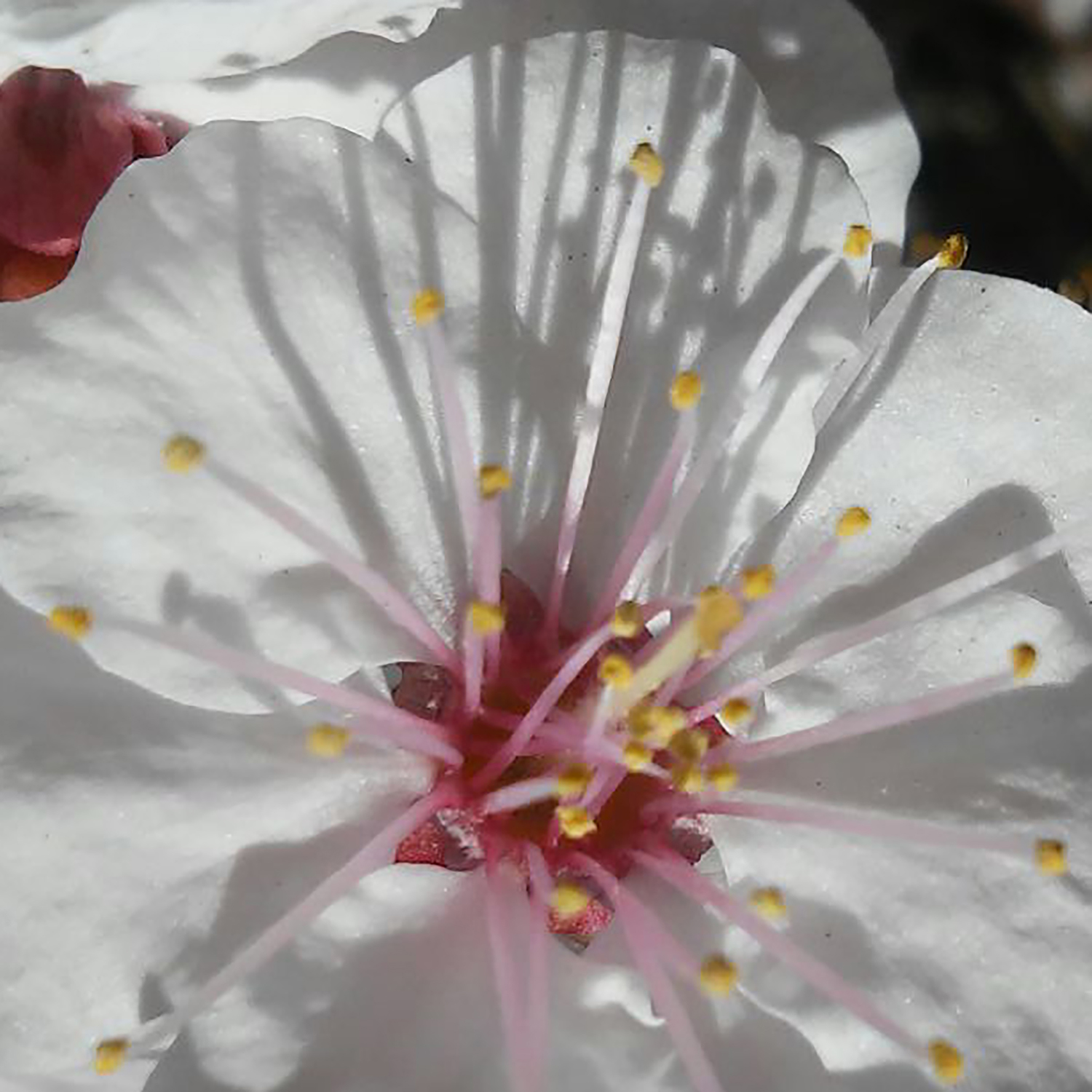 Photography by crazylipps for DesignCrowd (Community Contests) | Design #14086630