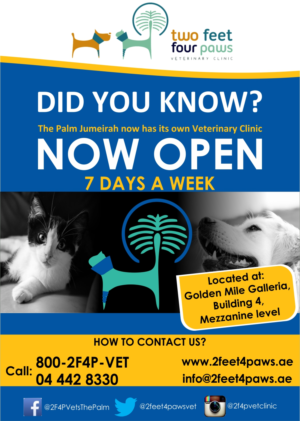 Flyer Design by j.wachirawahome for 2Feet4Paws | Design #14257327