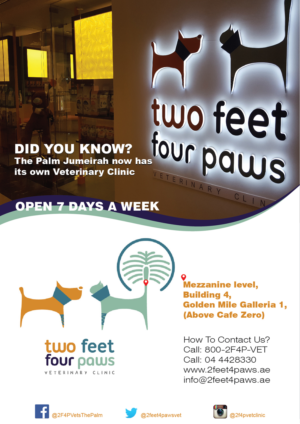 Flyer Design by Randesign for 2Feet4Paws | Design: #14266744