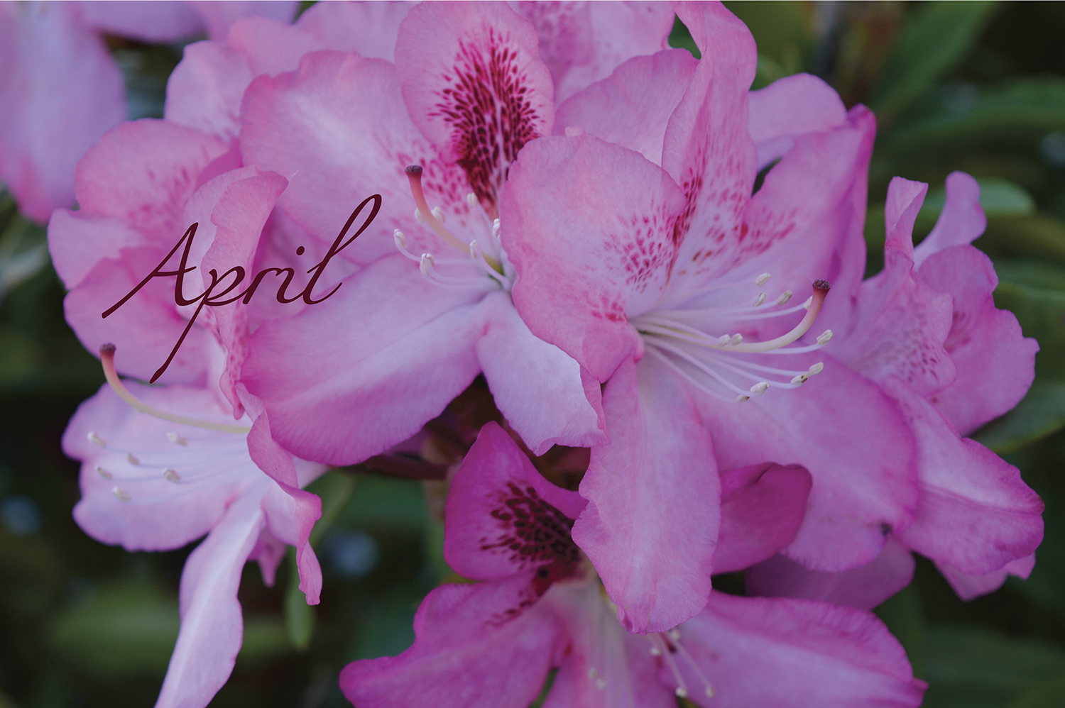 Photography by LR Design for DesignCrowd (Community Contests) | Design #14604046