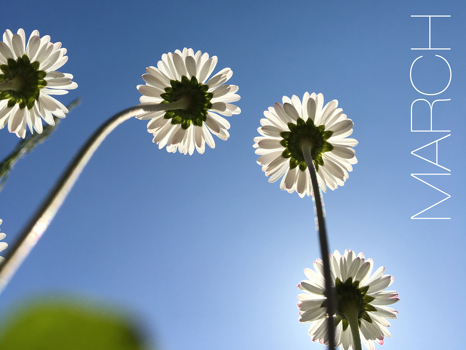 Photography by pio1976 for DesignCrowd (Community Contests) | Design #14506350