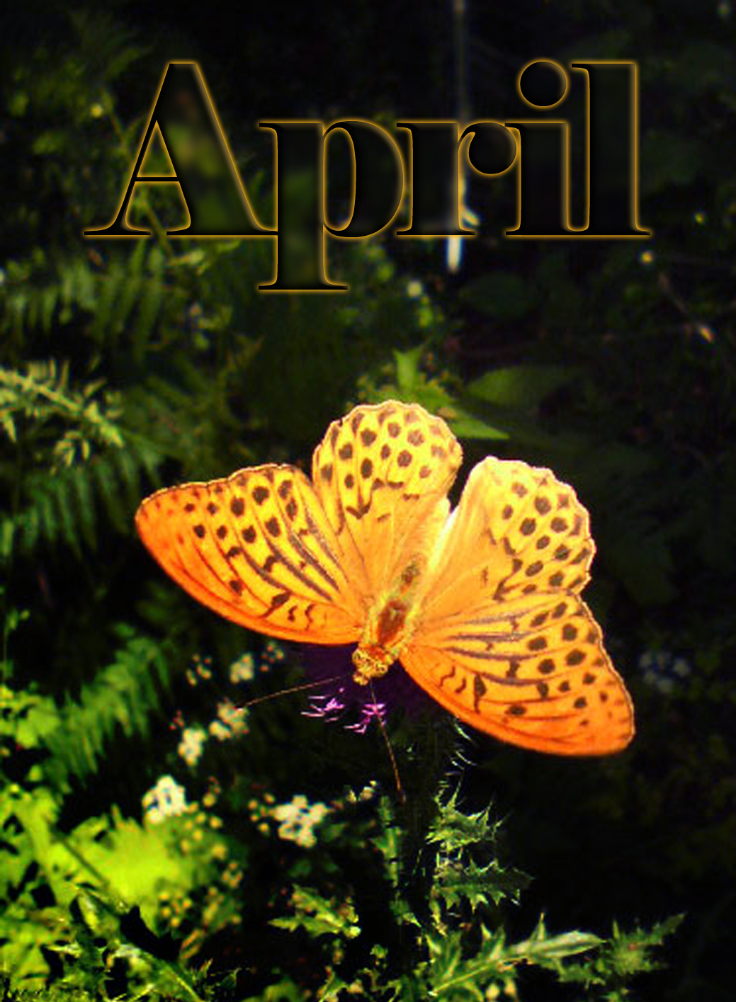 Photographie par visnja pour DesignCrowd (Community Contests) | Design #14443020