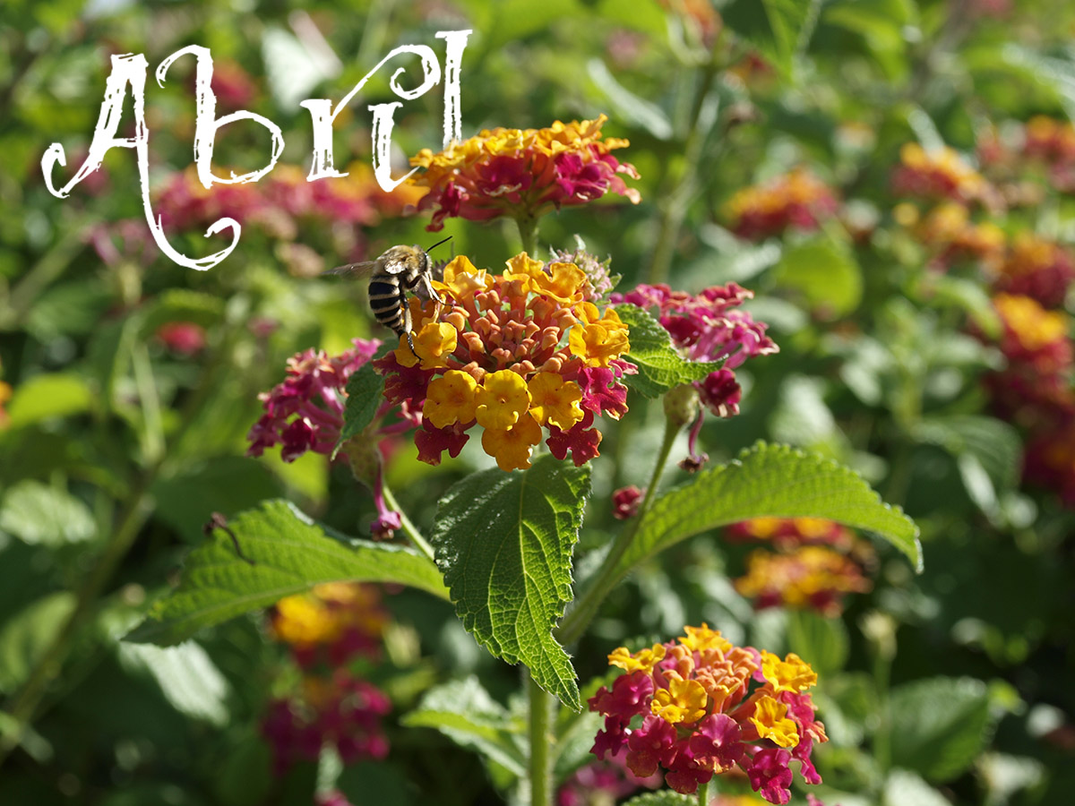 Photography by El Ojo creativo for DesignCrowd (Community Contests) | Design #14478864