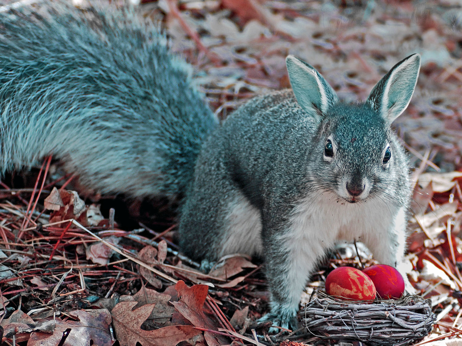 Photoshop Design by Tina Marie Doss for DesignCrowd (Community Contests) | Design #14501845