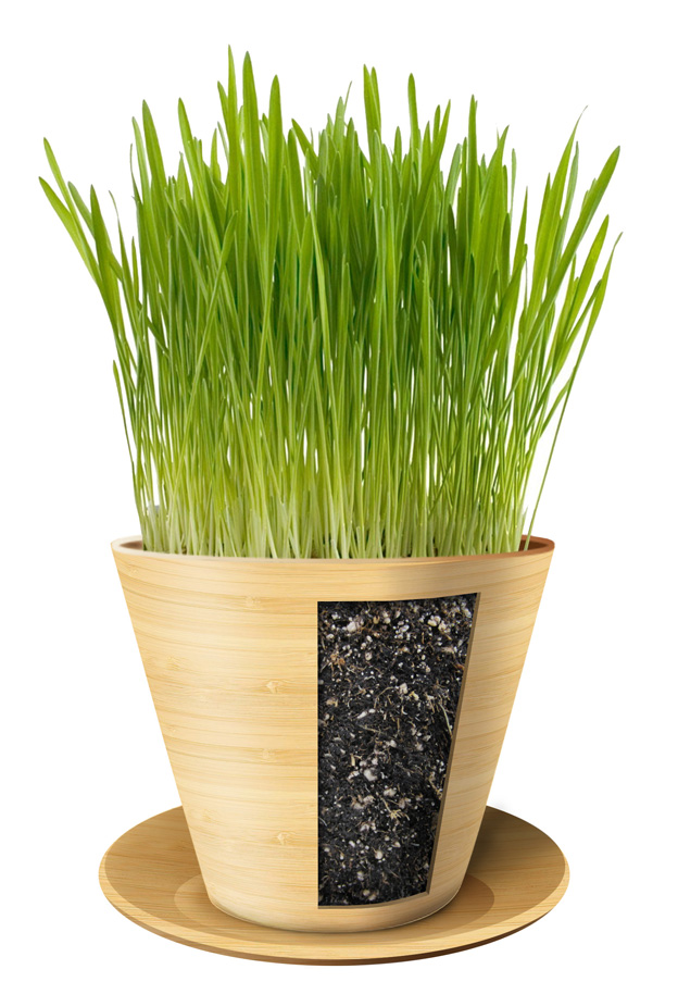 Verpackungs-Design von juanjoseolivieri für Catify My Home | Design #14604289