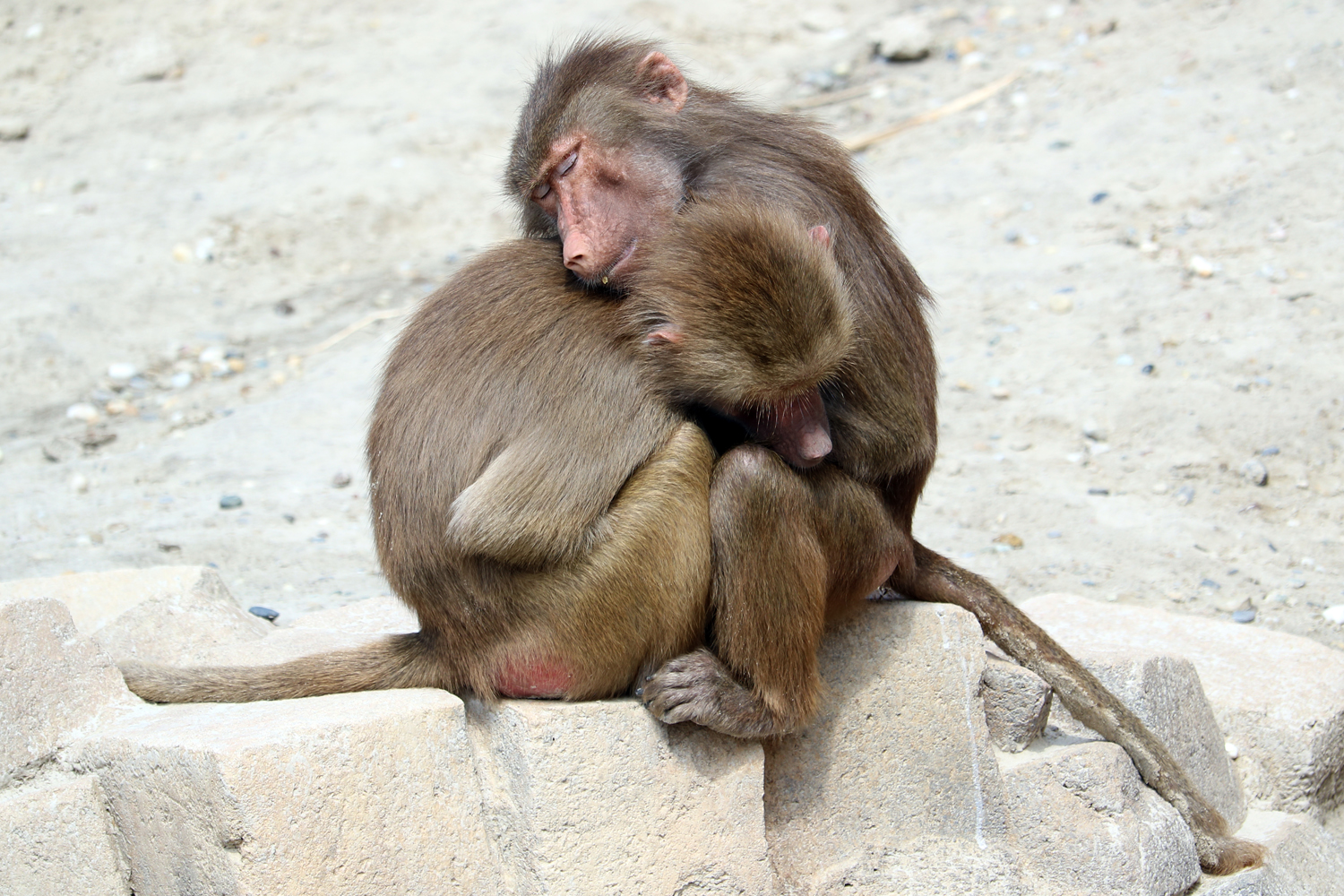 Photography by Snoeierdesnoei for DesignCrowd (Community Contests) | Design #14681987