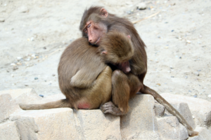 Photography by Snoeierdesnoei