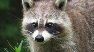 Photography by JUST MErav