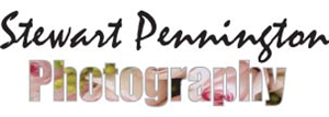 Logo Design by DaVinci Design