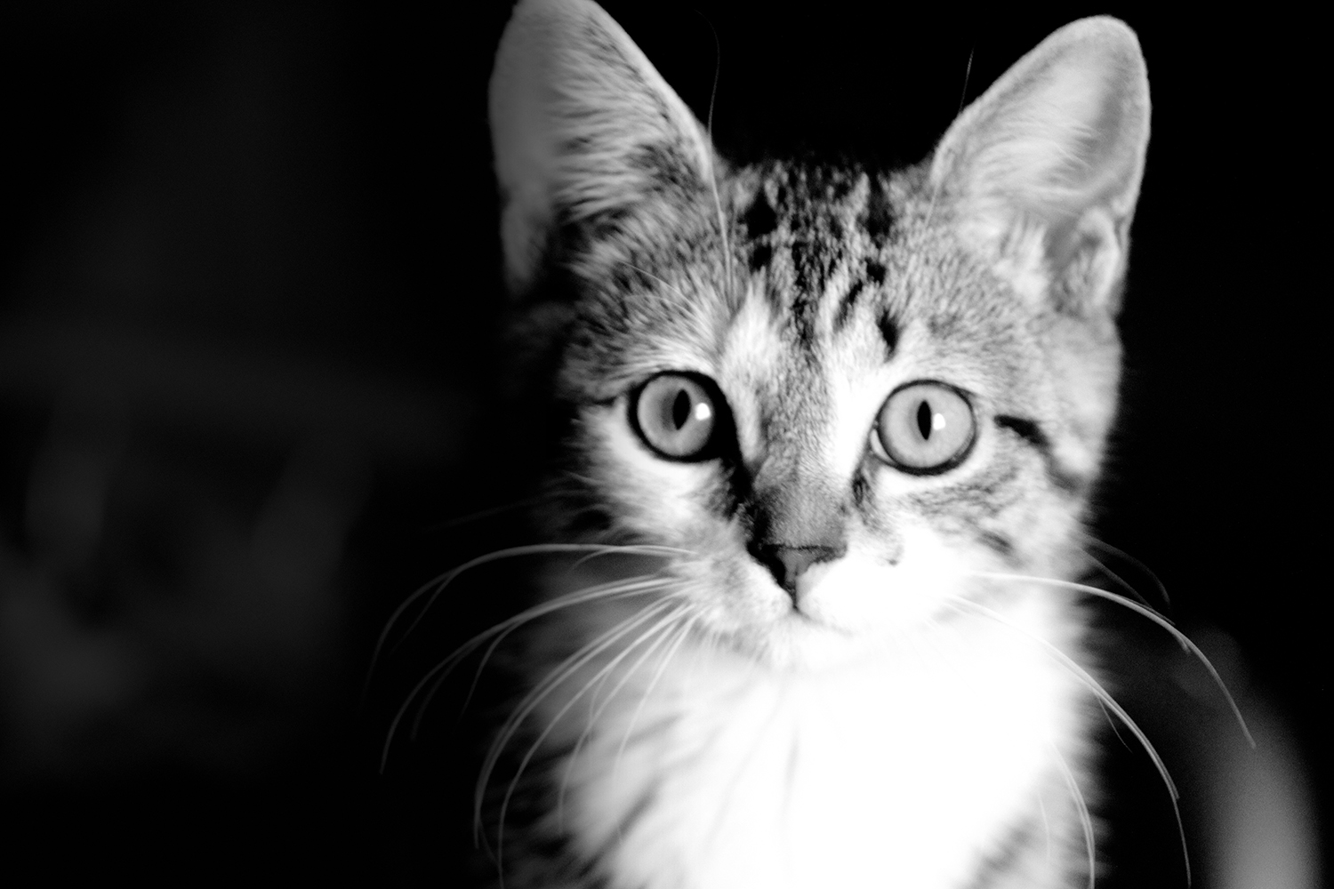 Photographie par ckennettbaker pour DesignCrowd (Community Contests) | Design #15004395