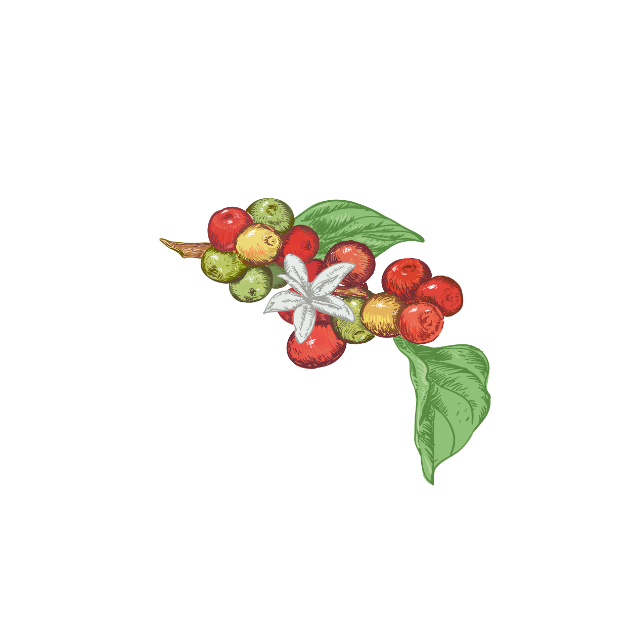 Illustration Design by nail5657 for Pirate Life | Design #14967581