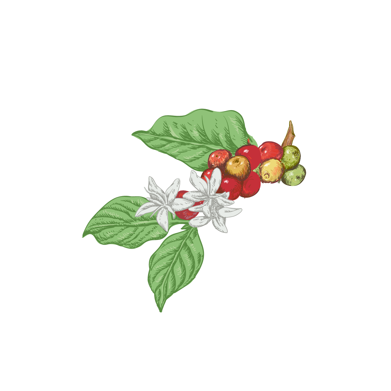 Illustration Design by nail5657 for Pirate Life | Design #14967591