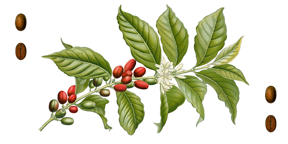 Diseño Con Ilustración por Germanicus para Pirate Life | Diseño #14991291