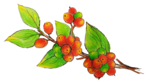 Illustration Design by Buechler