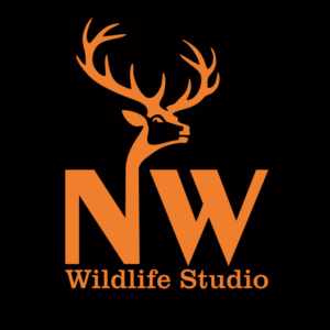 Logo Design by inception