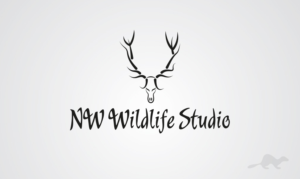 Logo Design by stealth_ferret