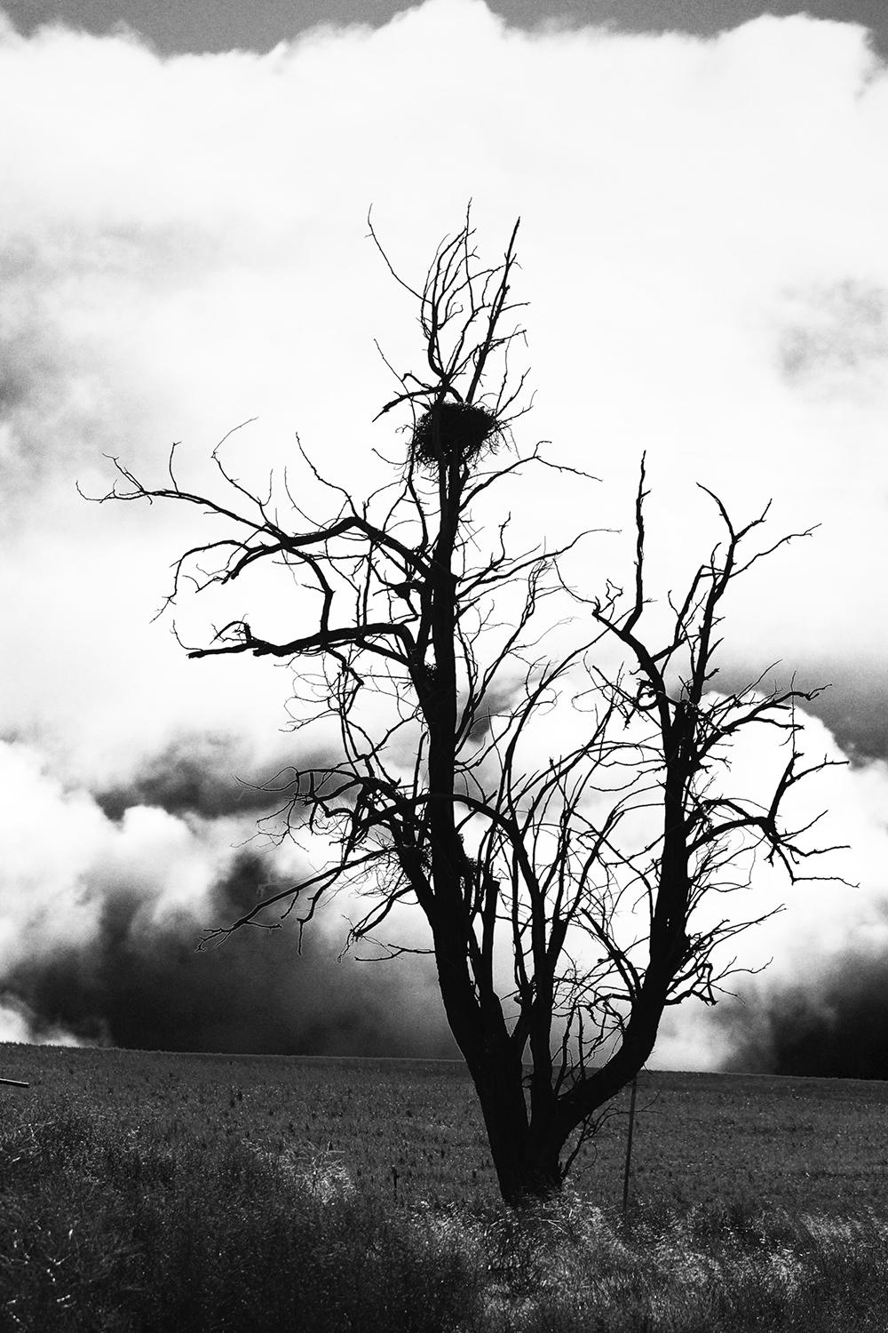 Photographie par ckennettbaker pour DesignCrowd (Community Contests) | Design #15219049