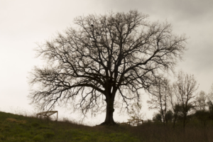 Photography by carthe 2