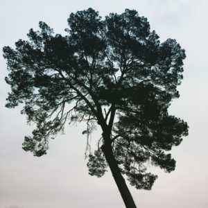 Photography by Mary Joy S. Bangaona 2