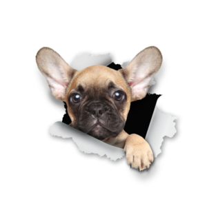 Sticker Design by Sarina.dsg for Mediapedia Pty Ltd | Design: #15232692