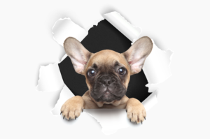 3 High Quality Images Required from Raw Images | Sticker Design by D Creative