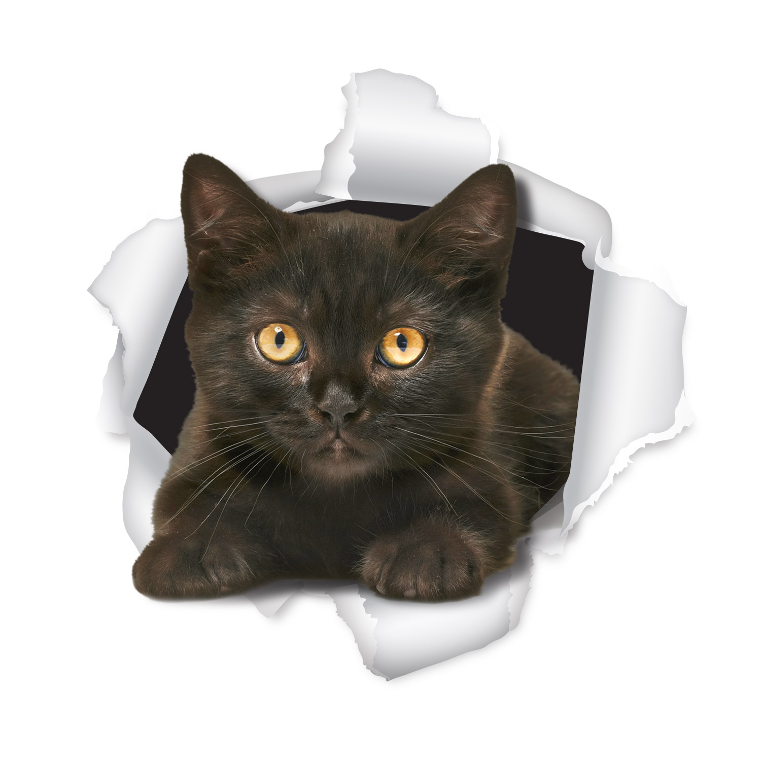 Diseño de Sticker por Juan Andahur para Mediapedia Pty Ltd | Diseño #15239379