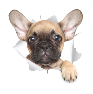 Sticker Design by GaboG for Mediapedia Pty Ltd | Design: #15224336