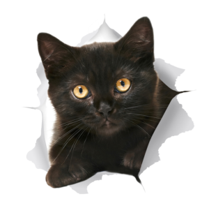 Sticker Design by GaboG for Mediapedia Pty Ltd | Design: #15224337