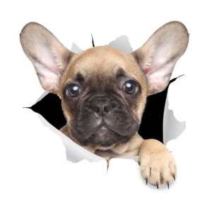 Diseño de Sticker por GaboG para Mediapedia Pty Ltd | Diseño #15237228