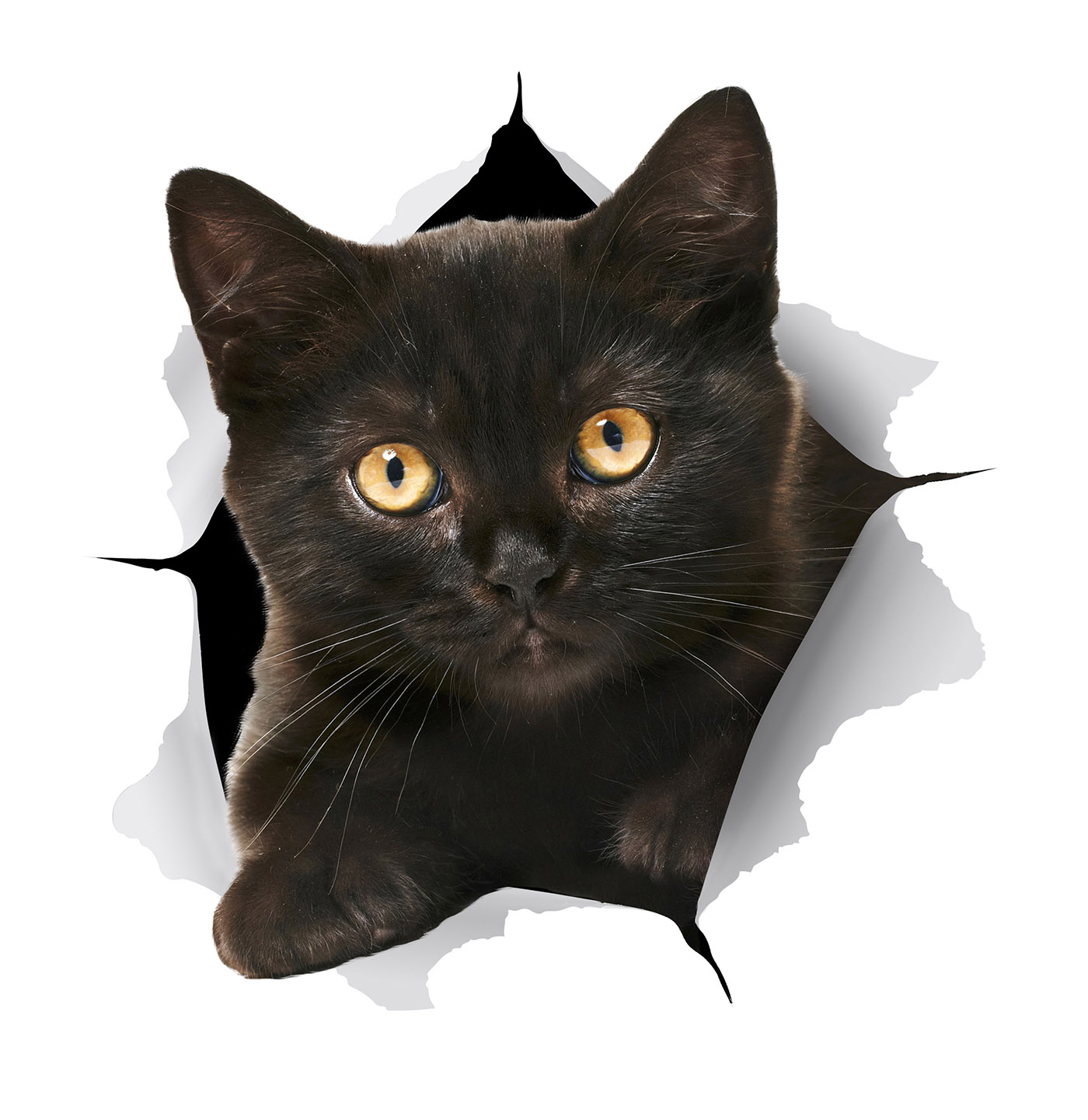 Sticker Design by GaboG for Mediapedia Pty Ltd | Design #15306005
