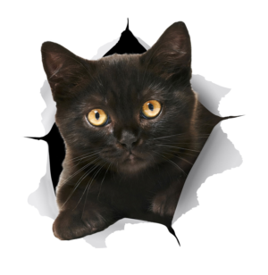 Sticker Design by GaboG for Mediapedia Pty Ltd | Design: #15306005