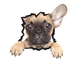 Sticker Design by Typino Studios