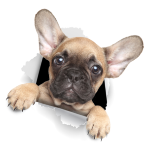 3 High Quality Images Required from Raw Images | Sticker Design by atularts