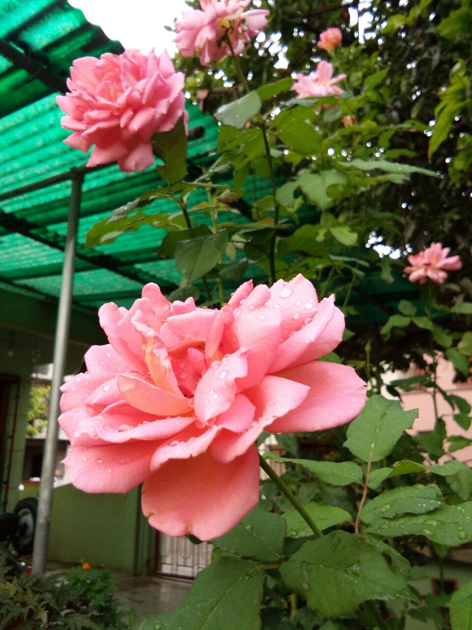 Photography by jaibysijo for DesignCrowd (Community Contests) | Design #15365798