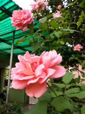 Photography by jaibysijo