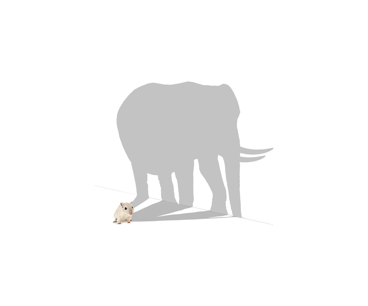 Graphic Design by Frontino graphic studio for this project | Design #2579523