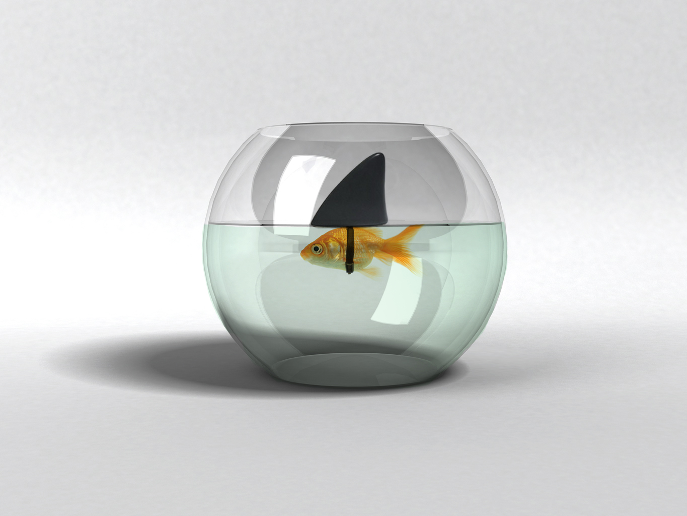 Graphic Design by Frontino graphic studio for this project | Design #2601178