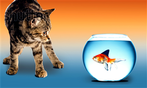 Graphic Design by CristianVoicu for this project | Design: #2612134