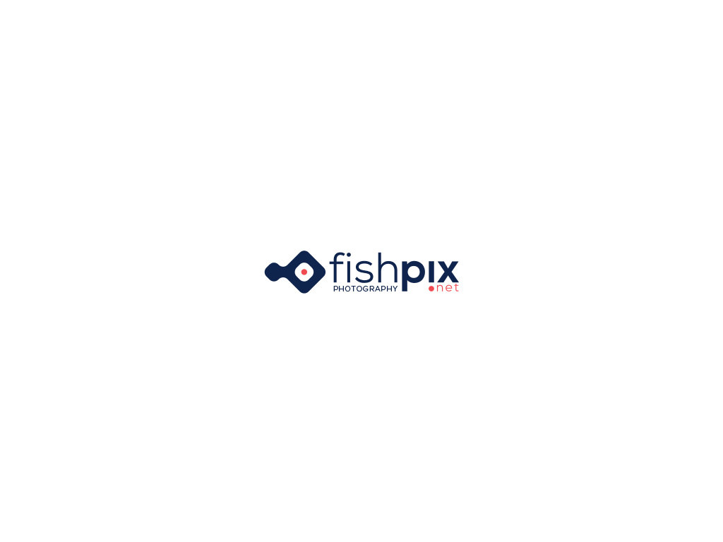 Logo-Design von JohnM. für Airfirshy | Design #15332808
