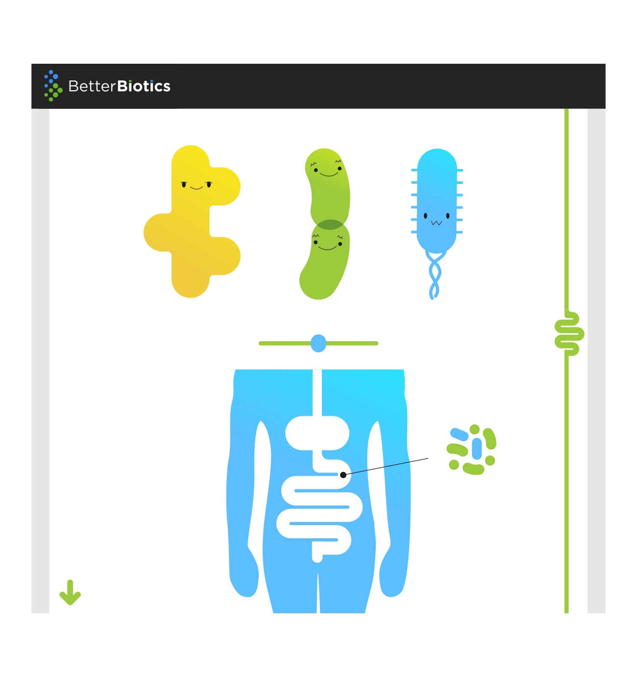 Graphic Design by BrandShip™ for BetterBiotics, Inc..  | Design #15430882