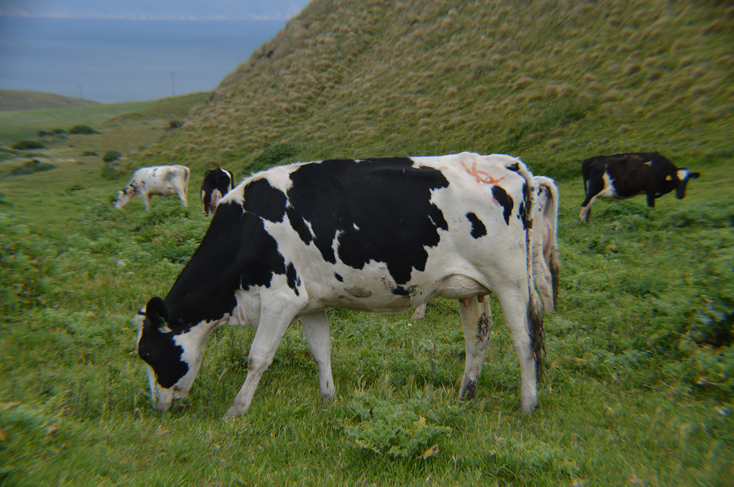 Photography by cutekoala for DesignCrowd (Community Contests) | Design #15548587