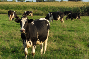 Photography by aclone